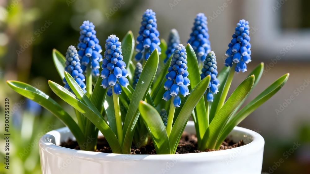 Fototapeta premium BlueGrapeHyacinthsInWhitePot