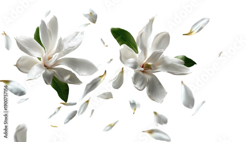 White magnolia blossoms and petals in mid-air