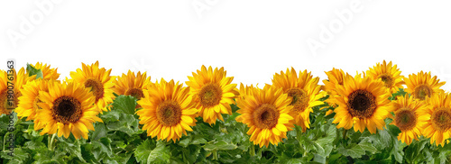Bright yellow sunflowers in a row against a black background. Lush green foliage surrounds the flowers