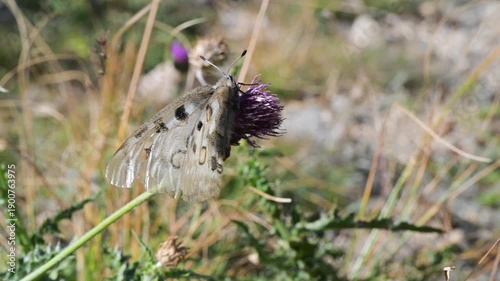 Apollo,  close-up , Mountain Apollo, Parnassius apollo, butterfly,  Mountain Apollo, Parnassius apollo, butterfly,  Papilionidae,  lawn, meadow, field,  Gran Paradiso National Park, Cogne,