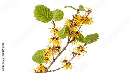 фотографія hamamelis virginiana  known as witch hazel isolated on transparent background cu