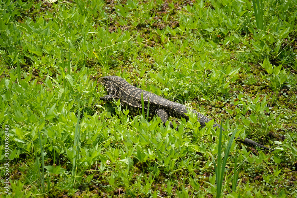 Fototapeta premium Iguana in Buenos aires reserva ecologica costanera sur puerto maduro