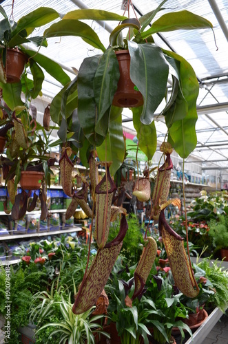 Nepenthes