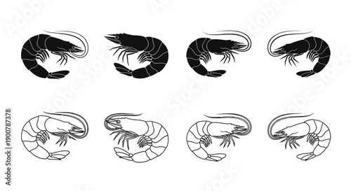 Black and white sketch of shrimp in various poses and orientations