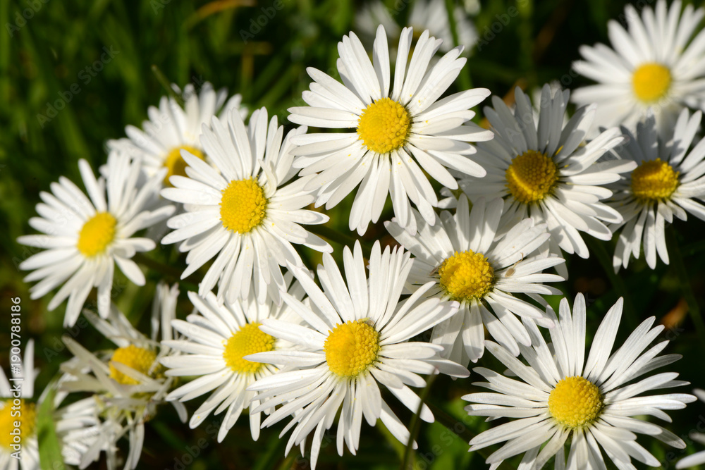 Fototapeta premium Frühling 688
