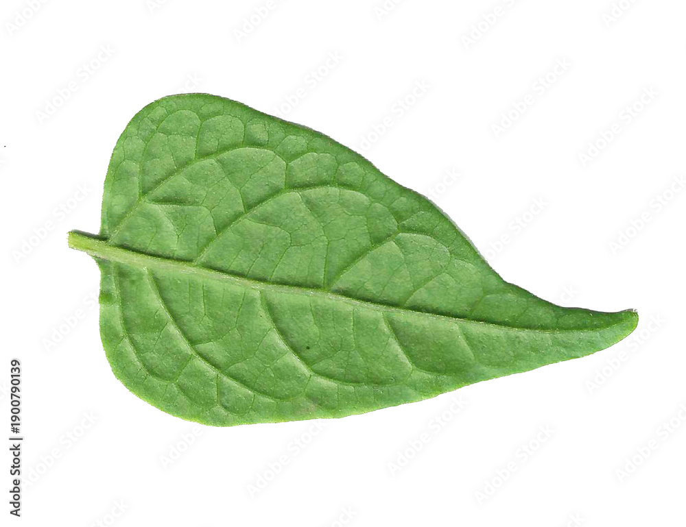 Obraz premium Green Tropical Leaf Isolated on Black Background – Fresh Nature Foliage Close-Up 02