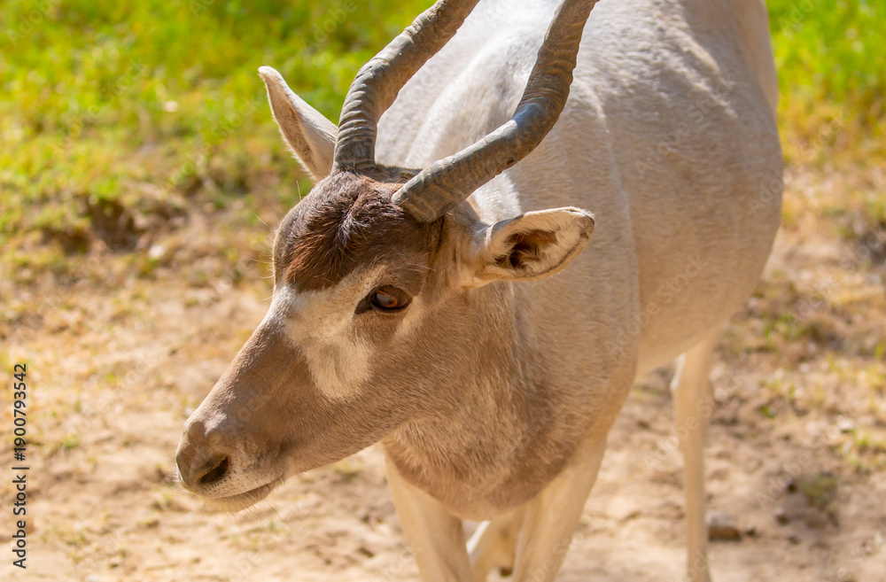 Fototapeta premium Addax (addax nasomaculatus) antelope close up head shot with horns