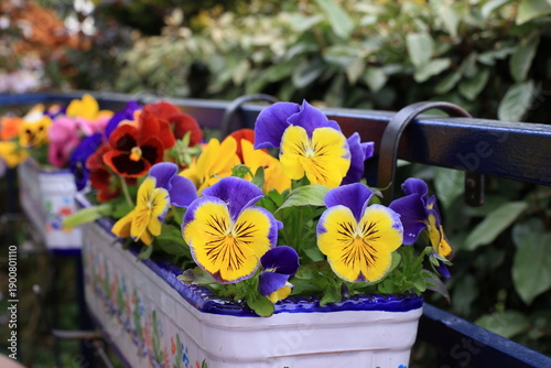 Foto Colorful pansies in window boxes on a sunny day.