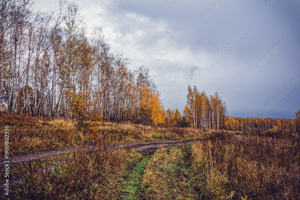 Fototapeta premium dirt road through forest after heavy rain