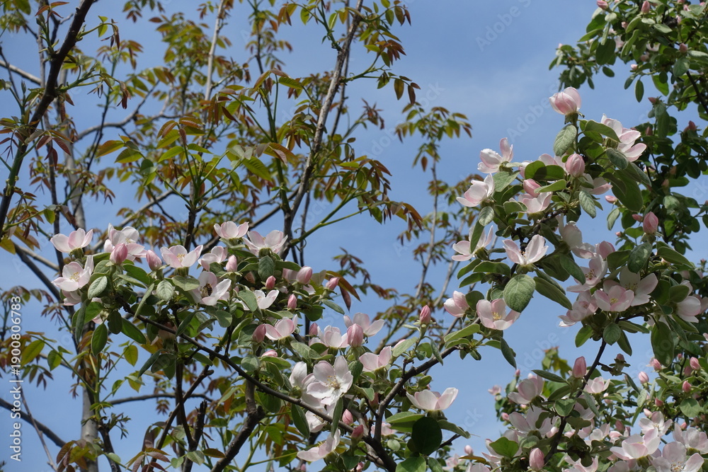 Fototapeta premium Thin branches of blossoming quince tree against blue sky in mid May