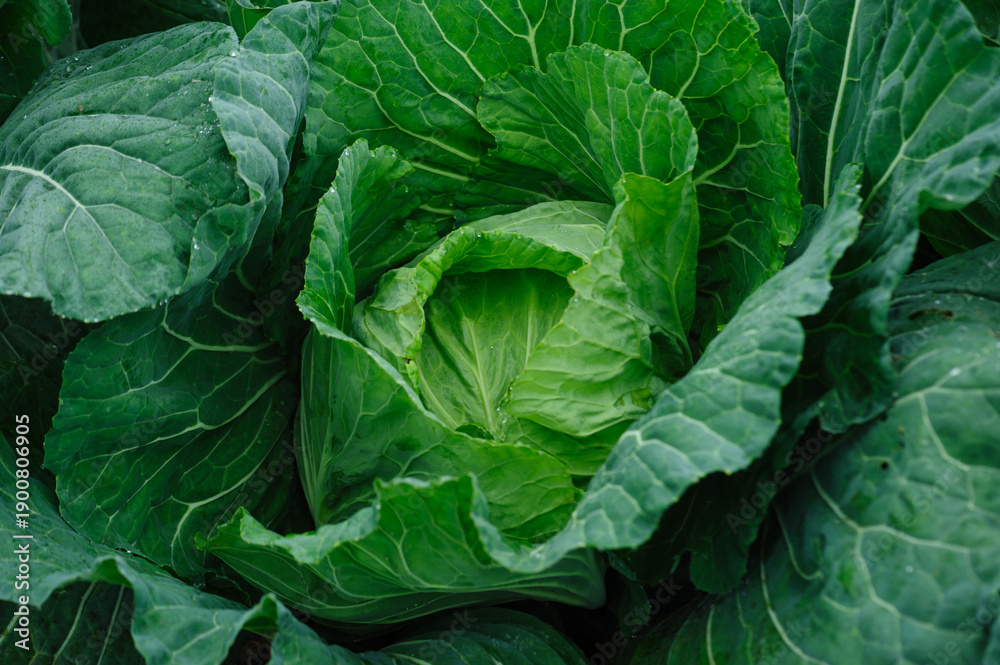 Fototapeta premium Green cabbage with dew in growth at vegetable garden