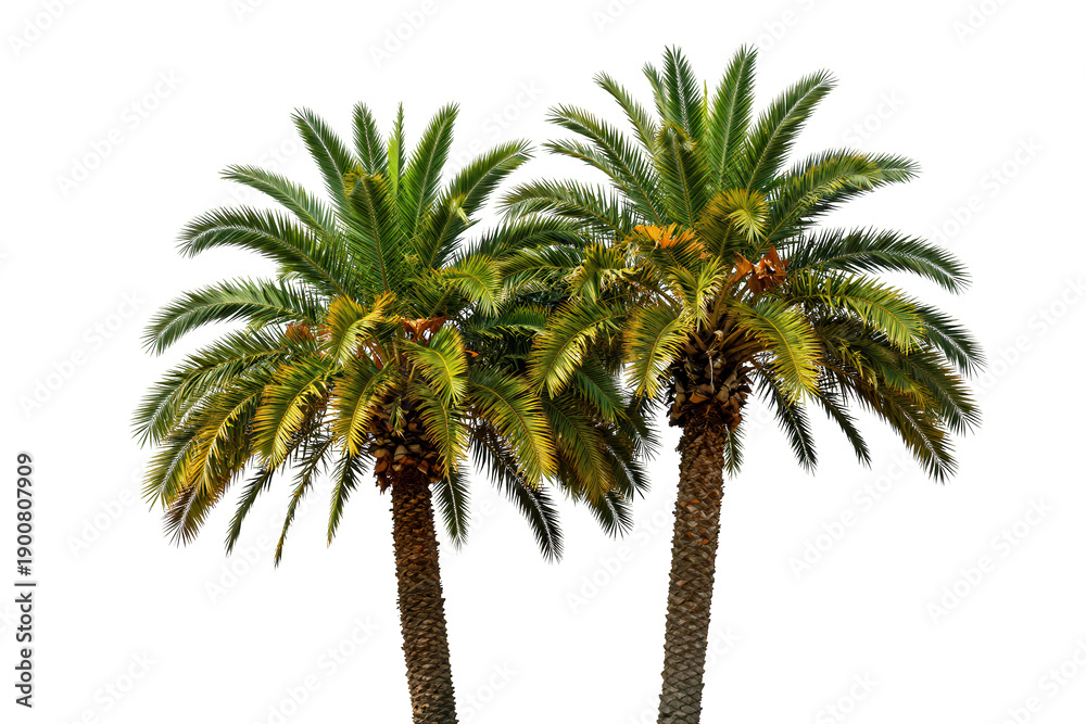 Obraz premium Lush Green Palm Tree Isolated