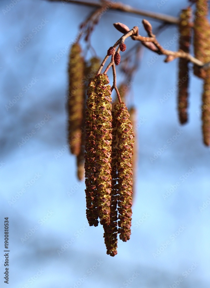 Naklejka premium Common alder (Alnus glutinosa) in spring