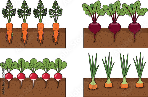 Collection of root vegetables growing in garden soil including carrots and beets