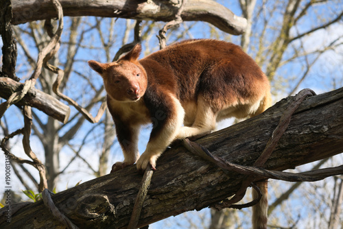 Tree kangaroo climbing, rare marsupial on a branch in portrait