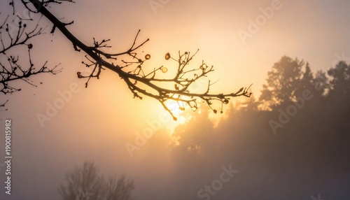 Golden sunrise breaking through morning fog over a forest with bare tree branches in the foreground.