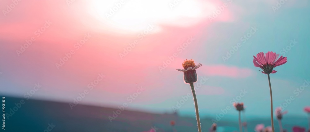 Fototapeta premium Pink cosmos flowers in field at sunset with soft dreamy light, panoramic banner with copy space
