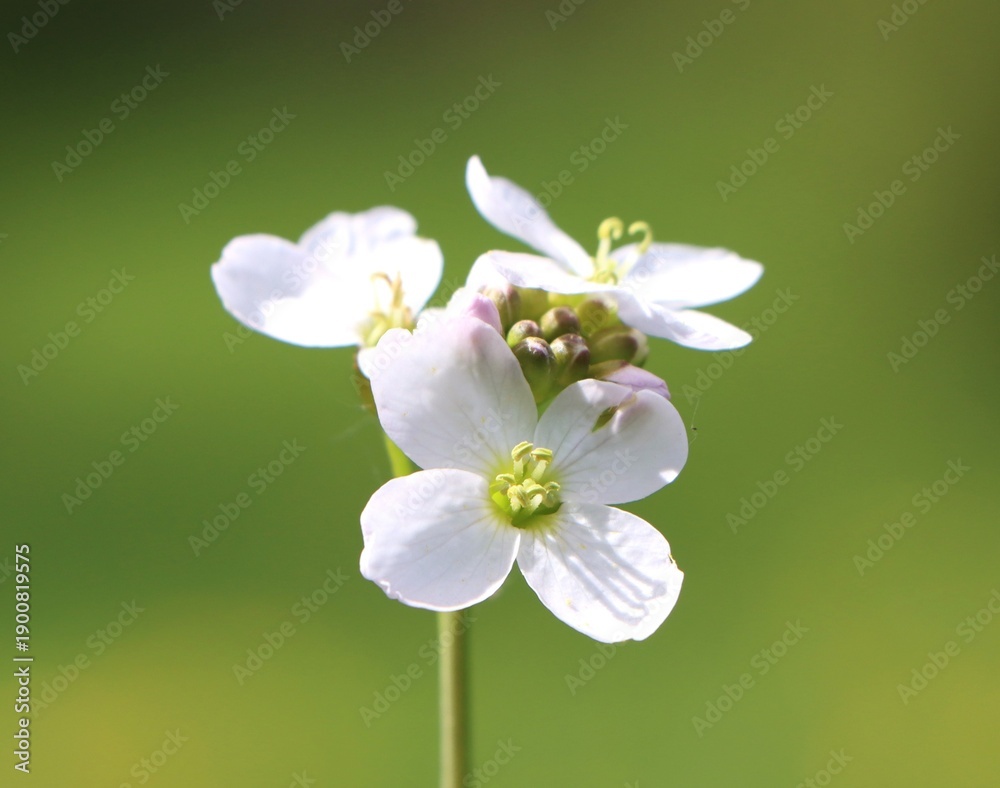 Obraz premium Cardamine pratensis (cuckoo flower) growing in the wild