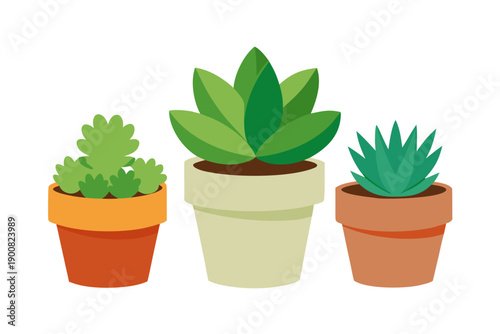 Small Potted Succulents Collection in Clay and Concrete Pots