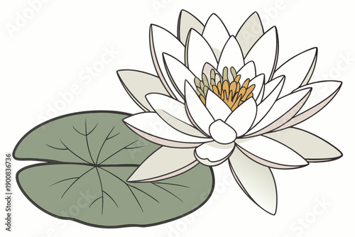 white lotus flower