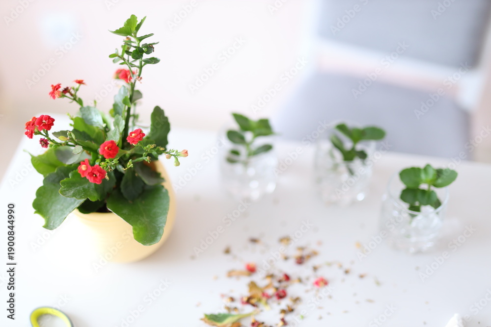 Fototapeta premium Indoor potted red kalanchoe plant with leaves on white table