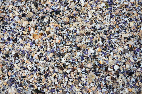 seashells