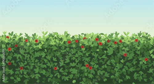 A dense hedge with small red berries under a pale blue sky