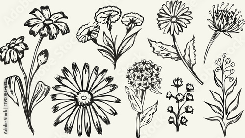 Black and white floral vector illustrations, flowers and leaves, for botanical design or gardening website, isolated on transparent background, png