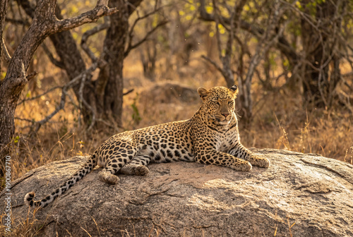 African leopard resting on a rock in the savanna during golden hour