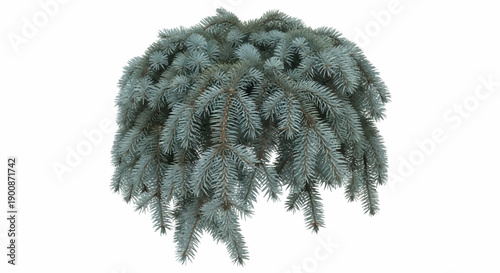 A close up of a weeping blue spruce tree branch with its needles