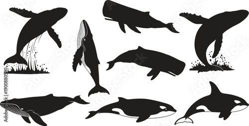 Collection of various whale and dolphin silhouette illustrations