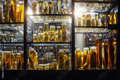 Photos Preserved marine specimens displayed in glass jars filled with yellow fluid create surreal scientific atmosphere