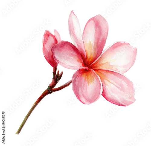 Watercolor illustration of a pink and yellow plumeria flower with buds on a black background