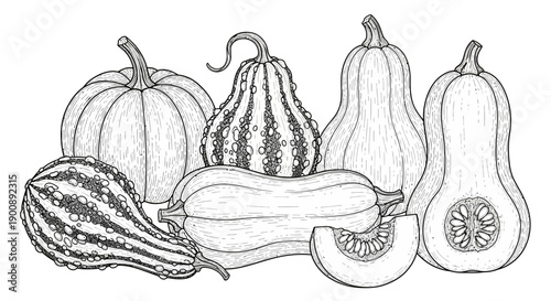 Detailed black and white line drawing of various gourds and squashes, including whole and sliced butternut squash, and decorative gourds.