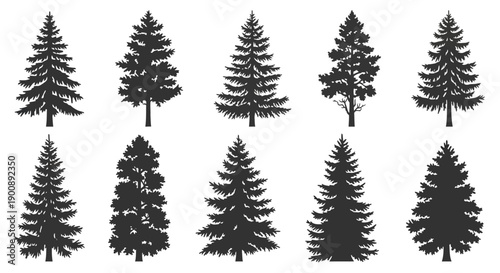 Collection of ten detailed black silhouettes of various evergreen pine and fir trees, showcasing different shapes and foliage densities.