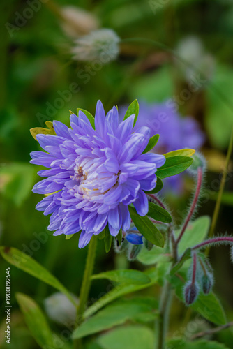 A striking purple flower shines among lush greenery, highlighting nature's beauty