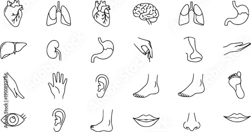Human Anatomy Icons - Organs, Body Parts, Medical Illustrations