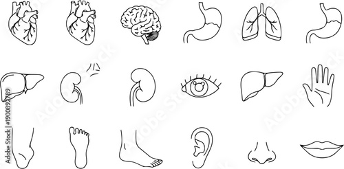 Human Anatomy Line Art Icons: Organs, Body Parts, Brain, Heart, Lungs, Eye, Hand