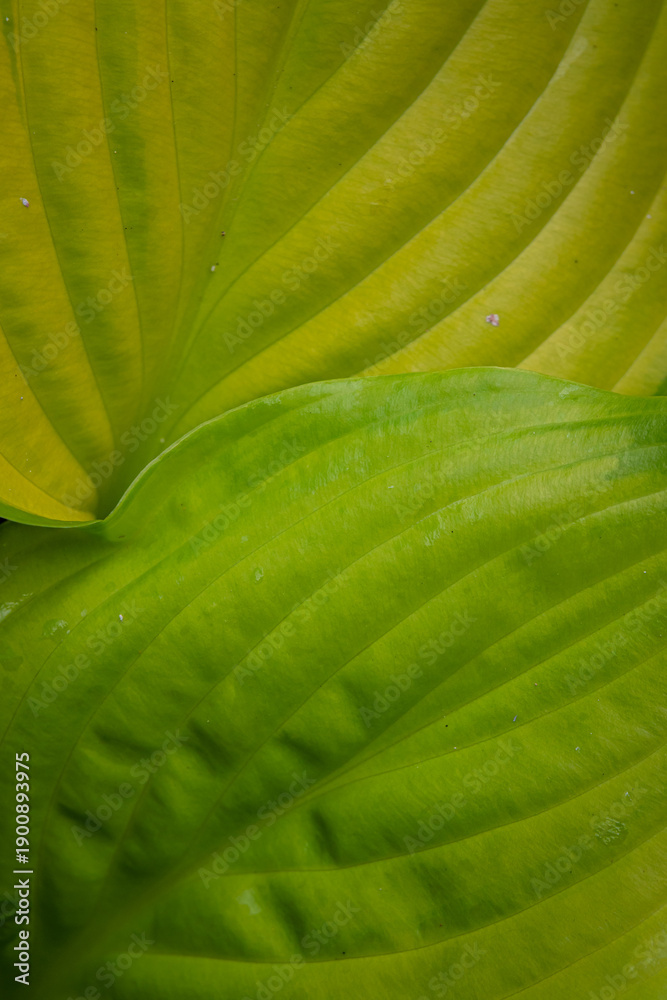 Obraz premium Two lush green leaves lie close together, revealing intricate patterns and a vibrant freshness