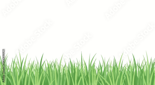 A vibrant, detailed illustration of lush green grass blades against a clean white background.