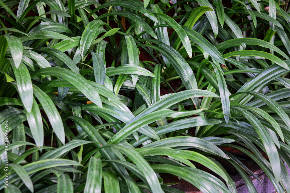Fototapeta premium Dense, vibrant collection of tropical foliage. The long, sword-shaped leaves overlap to create a rich, green view.