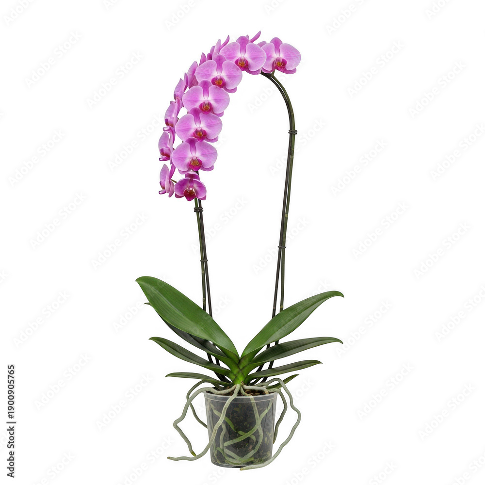 Obraz premium Elegant pink orchid plant with vibrant blooms in a clear pot isolated on transparent background