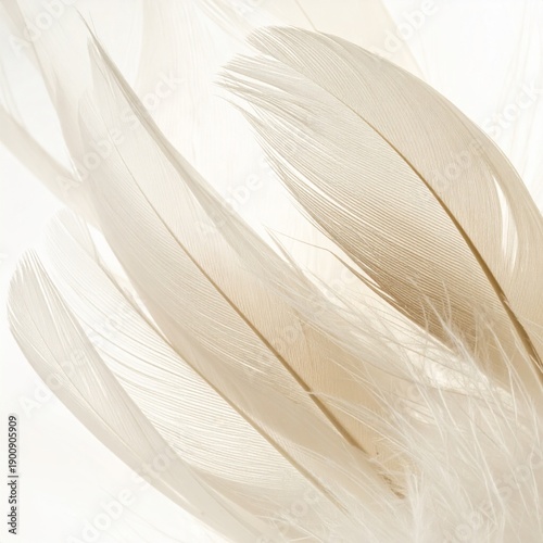 Abstract Beige Feathers Detail Soft Lighting on White Background