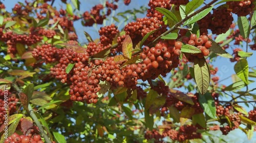 4K UHD close-up video of orange-red rowan berry clusters on a branch with leaves in natural light.