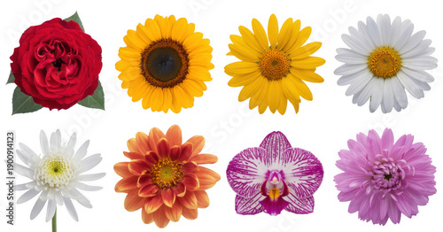 Colorful flowers rose sunflower isolated on a transparent background