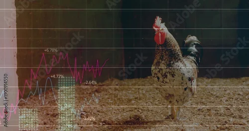 Fototapeta Standing speckled rooster showing red comb, wattles on bedding in pen, with line charts, copy space