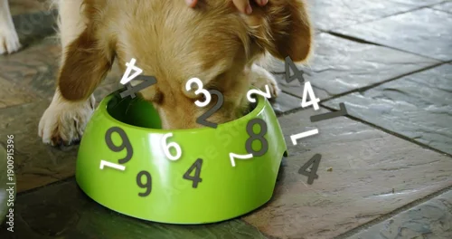 Obraz Eating golden dog lowering head into bright green bowl on dark tiles, hand resting, numeric overlay