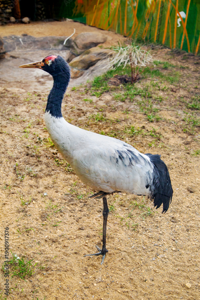 Obraz premium Black-necked crane (Latin Grus nigricollis) standing on one leg against a background of green grass. Birds, ornithology, ecology.