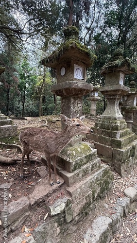 Sika deer in Nara Park in Japan,
