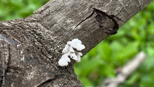 Quadro em tela White bracket fungus growing on the bark of a tree trunk in a natural forest environment